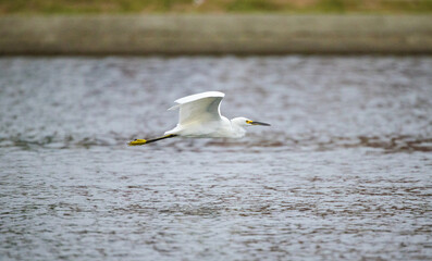 Flying Snowy Egret