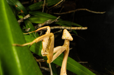 Smiling Praying Mantis