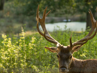 Fototapeta premium cerfs en forêt
