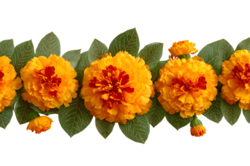 Traditional Indian floral garland with marigold flowers and mango leaves. Decoration for Indian hindu holidays or wedding. Isolated on white. Vector illustration.