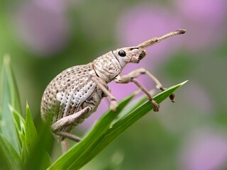 the weevil on a leaf