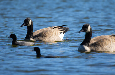 Family of Canadian Geese