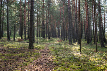 Fototapeta premium Walking narrow path through autumn forest with rows of pines standing tall among winding trail. Pines line footpath in woodland with green moss and blueberry bush. Ecotourism. 