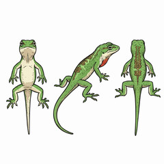 Green Anole Lizard Set Vector Illustration Detailed Reptile Views