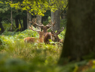 cerfs en forêt