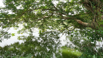 Reflection of tree in the lake at Chainat ,Thailand .Nature blackground 