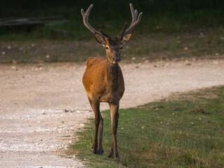 cerfs en forêt