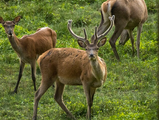 cerfs en forêt
