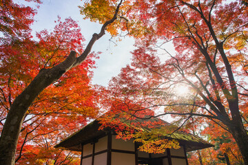 Japanese Maple tree in autumn colors at Nonomiya Shrine in Kyoto. Japan