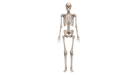 Human Skeleton Full Body Anatomical Study 3D Render