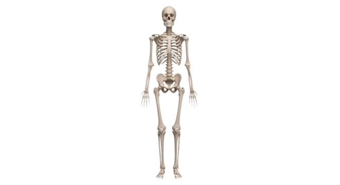 Human Skeleton Full Body Anatomical Study 3D Render