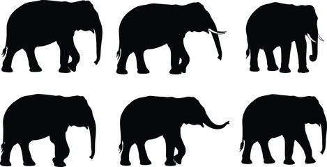 Elephant silhouettes collection in various standing and walking poses, wild animal design, black vector artwork, jungle nature, african asian elephant illustration