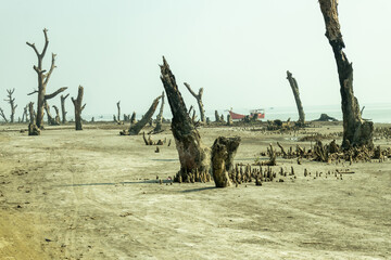 Fototapeta premium On a barren mangrove tidal flat, sea beach stands out the subdued