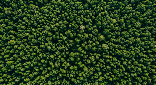 Lush Green Forest Canopy Aerial View Dense Tree Tops