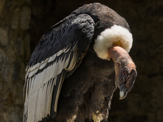 Condor des Andes