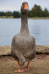 Greylag Goose walking towards you