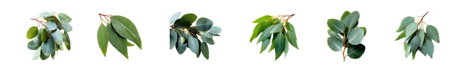 Set of various fresh green plant leaves isolated on a white background.