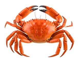Close-up of a vibrant red crab