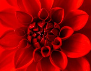 Close-up of a vibrant red dahlia (1)