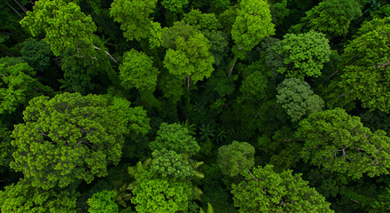 Aerial View of Lush Green Forest with Dense Canopy of Tall Trees