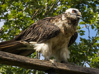 Gypaète barbu