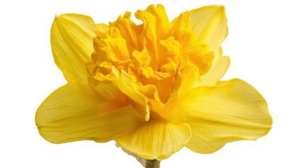 A vibrant yellow flower with multiple layers of petals, featuring a ruffled texture and a striking appearance.