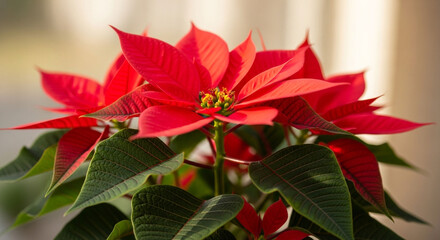 Obraz premium Closeup of a vibrant red poinsettia flower with green leaves, bathed in natural light, highlighting its intricate details and festive charm