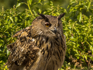 Hibou Grand Duc