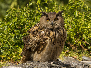 Hibou Grand Duc
