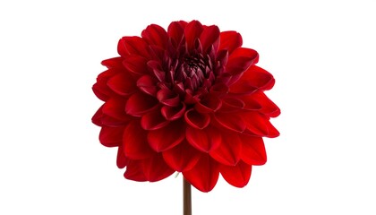 Close-up of a vibrant red dahlia (8)