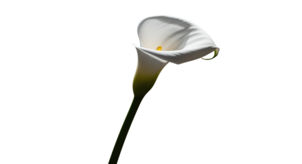 Elegant White Calla Lily Blossom on Black Background