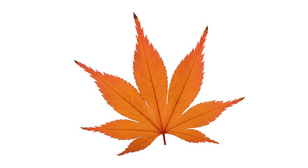 Isolated Bright Orange Japanese Maple Leaf on Black Background