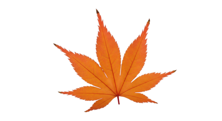 Isolated Bright Orange Japanese Maple Leaf on Black Background