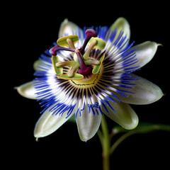 A high-resolution front view of a mburucuya flower on a black background, with some decorative green petals emerging from beneath the flower. This decorative image is isolated from its natural environ