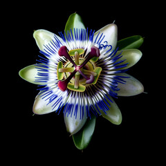A high-resolution front view of a mburucuya flower on a black background, with some decorative green petals emerging from beneath the flower. This decorative image is isolated from its natural environ