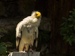Vautour Percnoptère d'Egypte