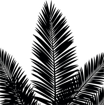 Detailed black palm leaves against a white background showcasing natural beauty.