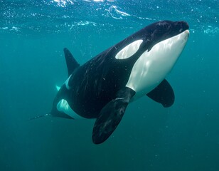 Obraz premium Orca swimming underwater