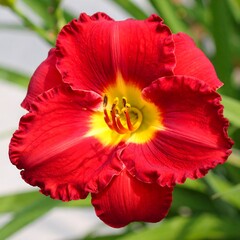 Close-up of a vibrant red daylily