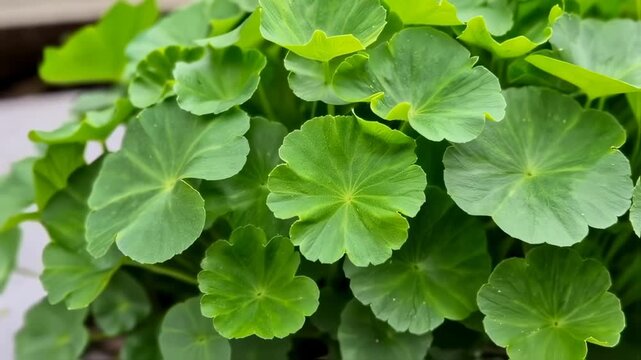 Close-up of vibrant green leaves