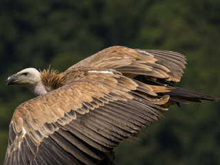 Obraz premium Vautour fauve