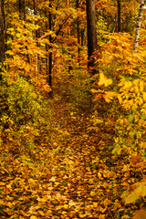 Path in the autumn forest