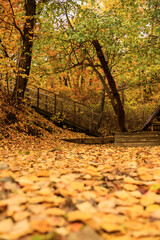 Wooden stairs in the autumn forest with fallen leaves on the ground
