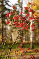 Red viburnum berries on a branch
