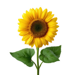 Obraz premium Bright and Vibrant Sunflower in Full Bloom Against a Clear Background