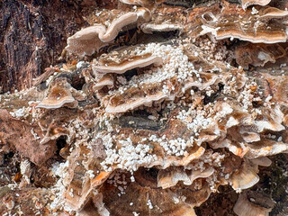 A fragment of a tree trunk densely populated with polypore fungi in various shades of brown and beige illustrates the forest's biodiversity