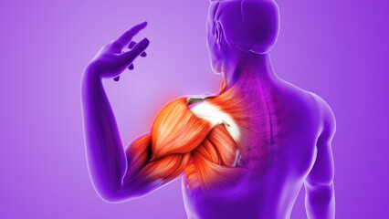 Anatomical Animation of Painful Shoulder Muscle and Joint
