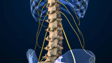 Anatomical Video Showing Lumbar Vertebrae and Nerves