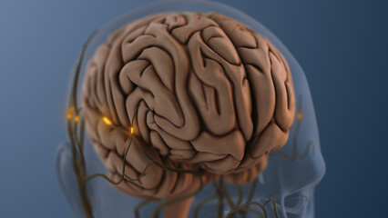Brain Sending Stimuli Through Spinal Cord During Arousal
