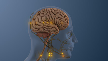 Brain Sending Stimuli Through Spinal Cord During Arousal